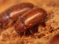 Pentaphyllus testaceus