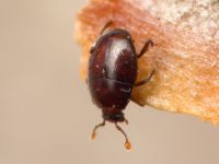 Acritus minutus