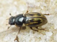 Aphodius