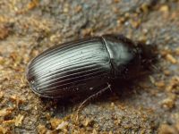 Oodes helopioides