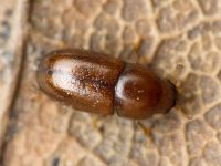 Cis castaneus
