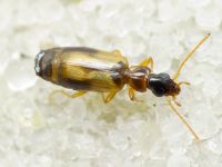Philorhizus melanocephalus