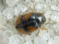 Scymnus frontalis
