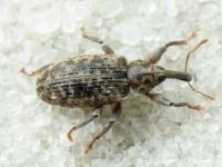 Dorytomus rubrirostris