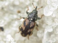 Mecinus labilis