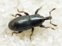 Melanobaris dalmatina