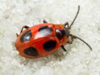 Endomychus coccineus