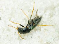 Apalochrus femoralis