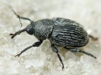 Cleopomiarus graminis