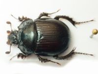 Typhaeus typhoeus