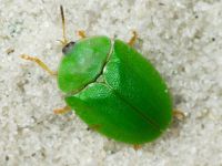 Cassida (Odontionycha) viridis