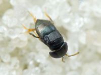 Choreia inepta