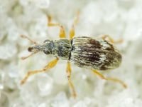 Taeniapion urticarium