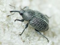 Miarus