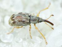 Taeniapion urticarium