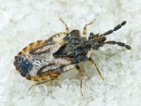 Aradus depressus