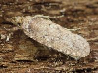 Agonopterix