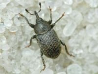 Rhinusa collina
