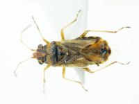 Heteroptera