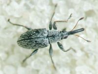 Squamapion elongatum