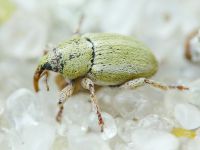 Tychius medicaginis