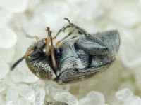 Bruchidius pusillus