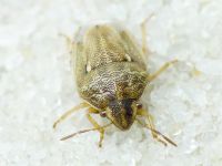 Neottiglossa leporina
