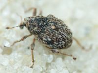 Rhinoncus bruchoides