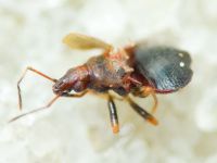 Loricula pselaphiformis
