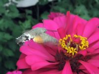 Macroglossum stellatarum