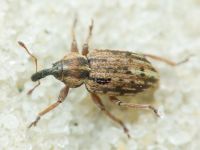 Curculionidae