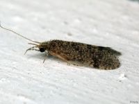 Trichoptera