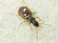 Carabidae