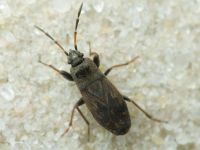 Megalonotus chiragra