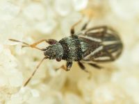 Tropidophlebia costalis