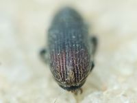 Mecinus pyraster
