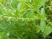 Scutellaria galericulata