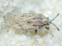 Tingis (Tingis) grisea