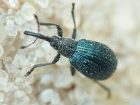 Apioninae