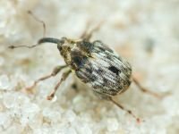 Microplontus