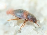 Nitidulidae