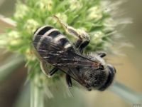 Hymenoptera