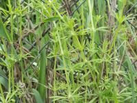 Galium aparine