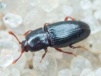 Cerylon