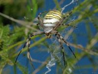 Argiope bruennichi