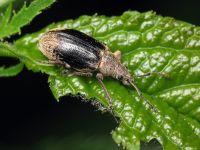 Phyllobius pyri