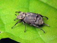 Valgus hemipterus