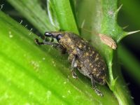 Larinus turbinatus