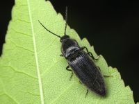 Hemicrepidius niger