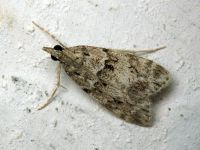 Scoparia